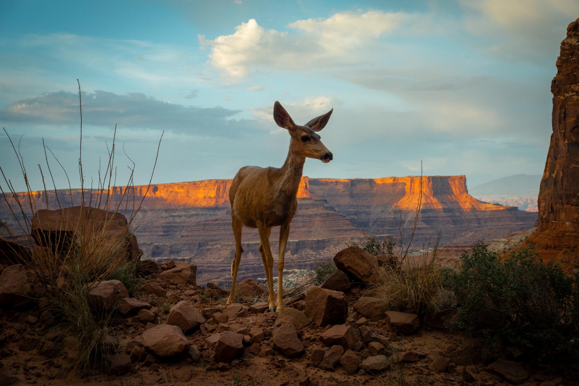 Mule deer at sunset