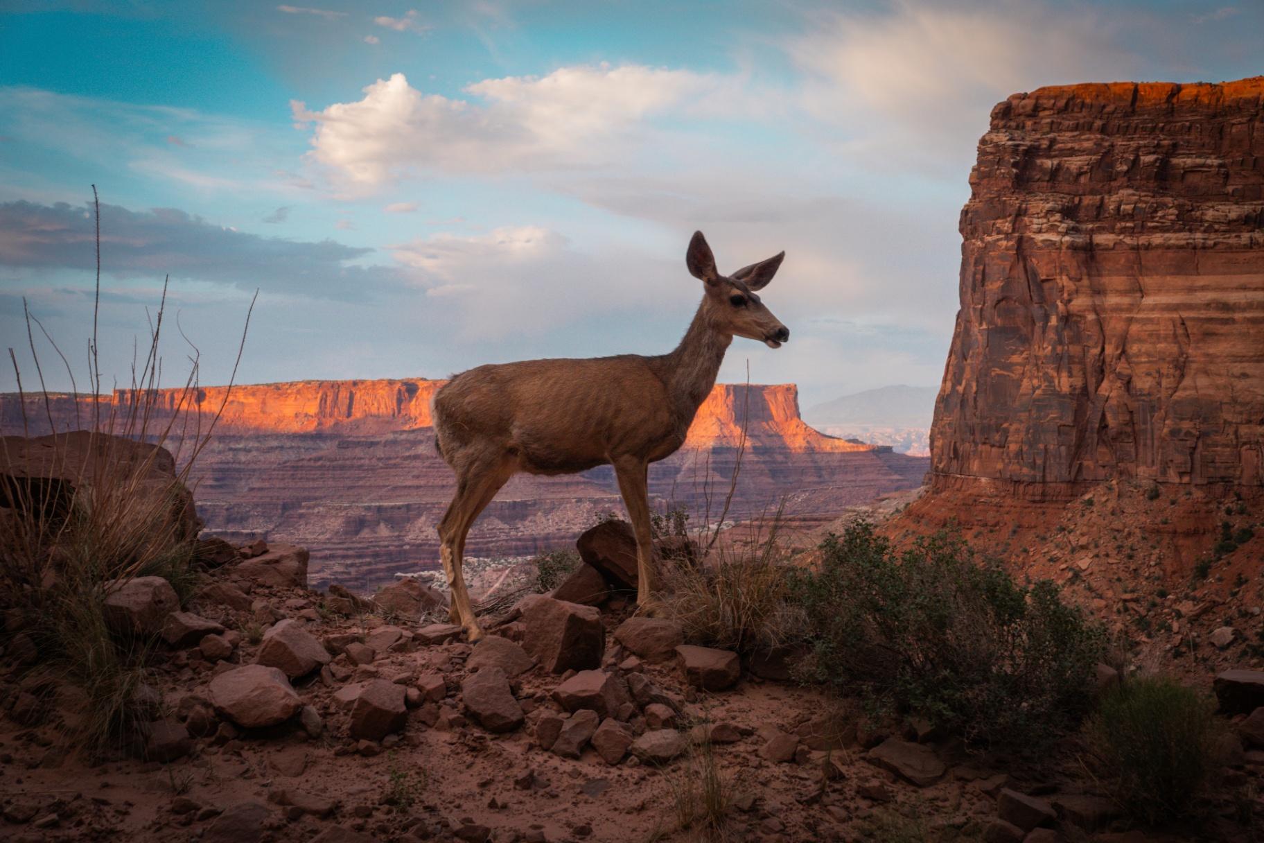 Deer with canyon backdrop
