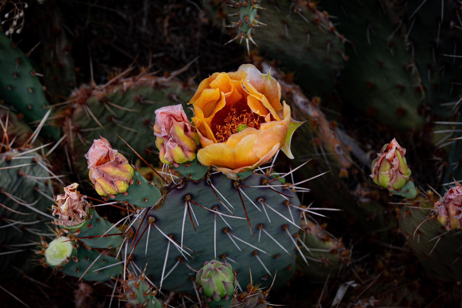 Prickly pear cactus blooming