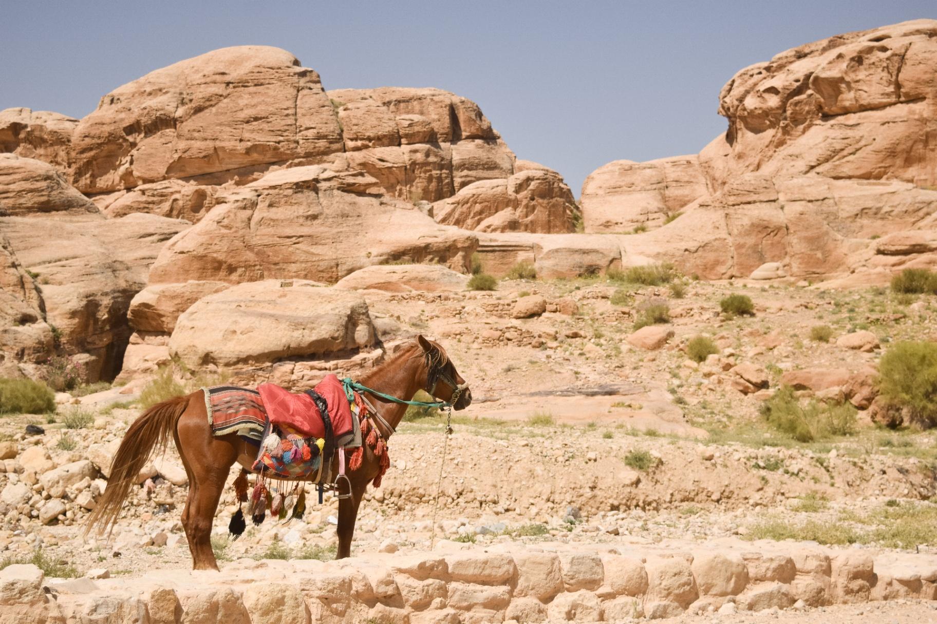 Caballo con silla tradicional en Petra