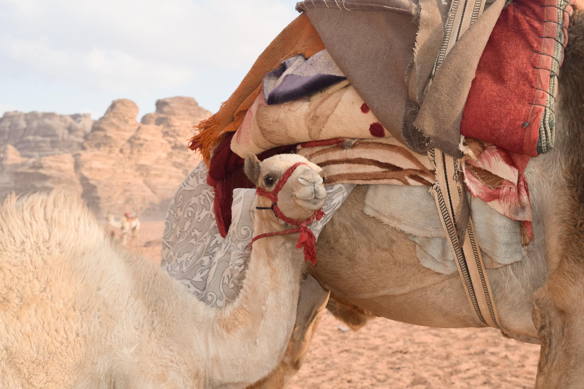 Camello en Wadi Rum