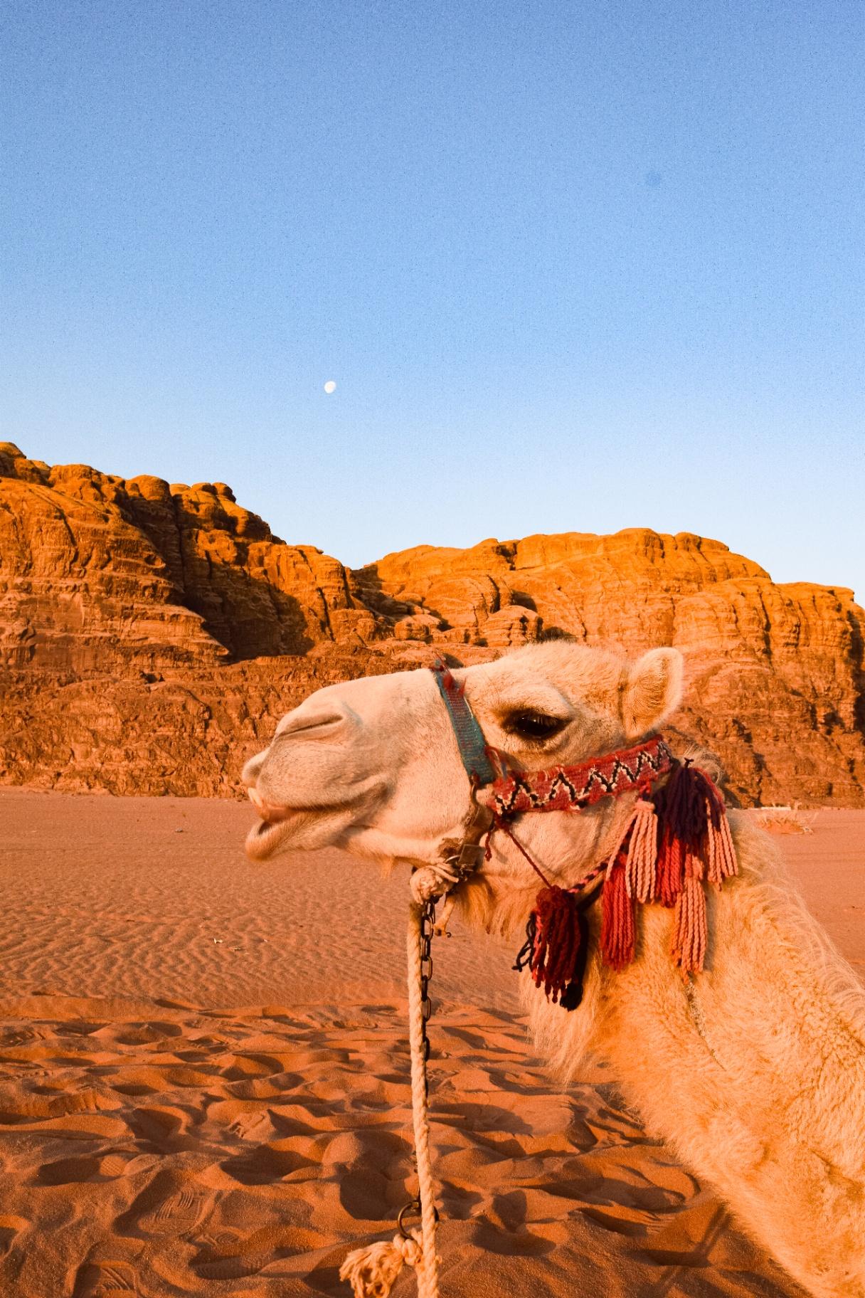 Retrato de camello en Wadi Rum