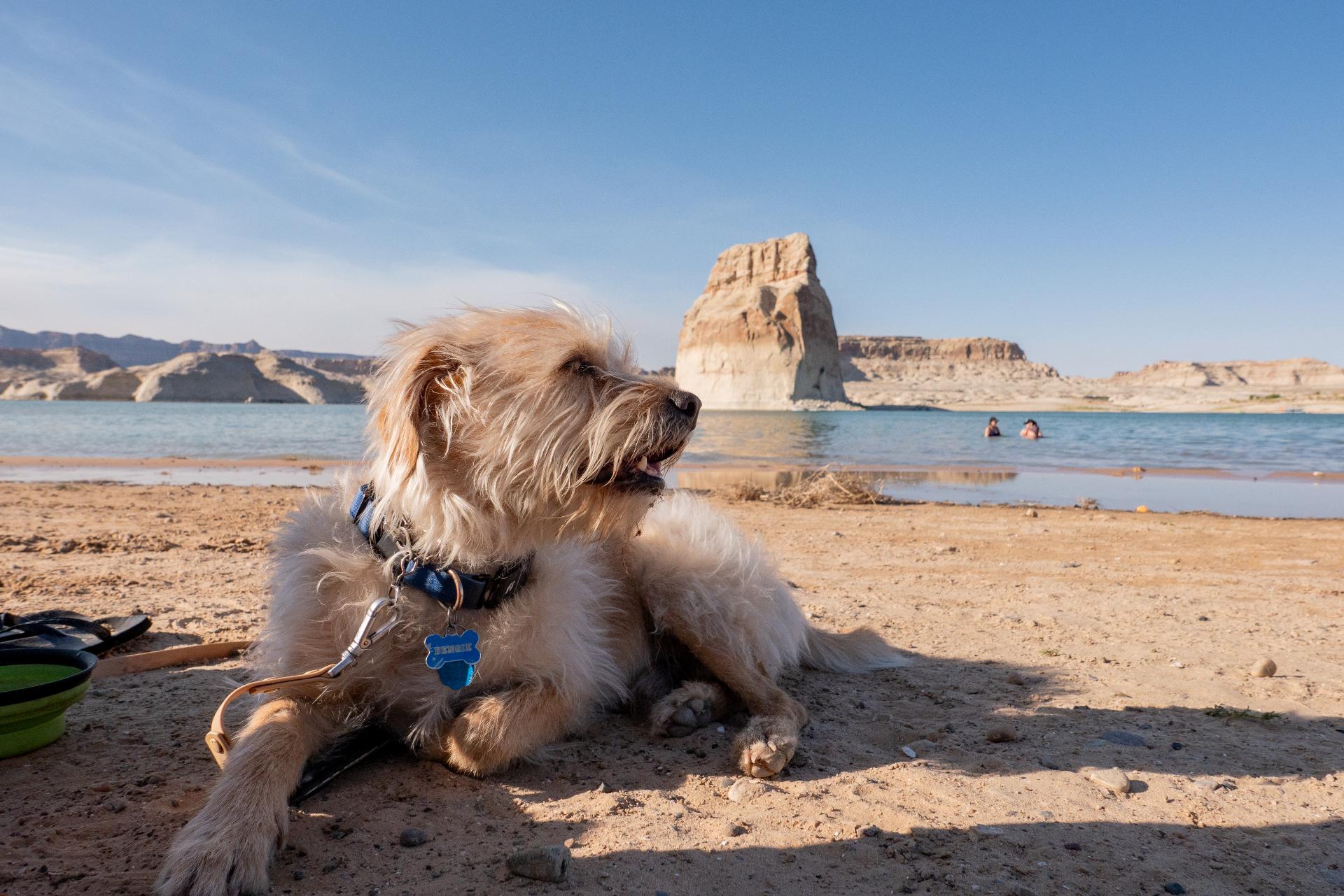 Bengie relaxing on the beach