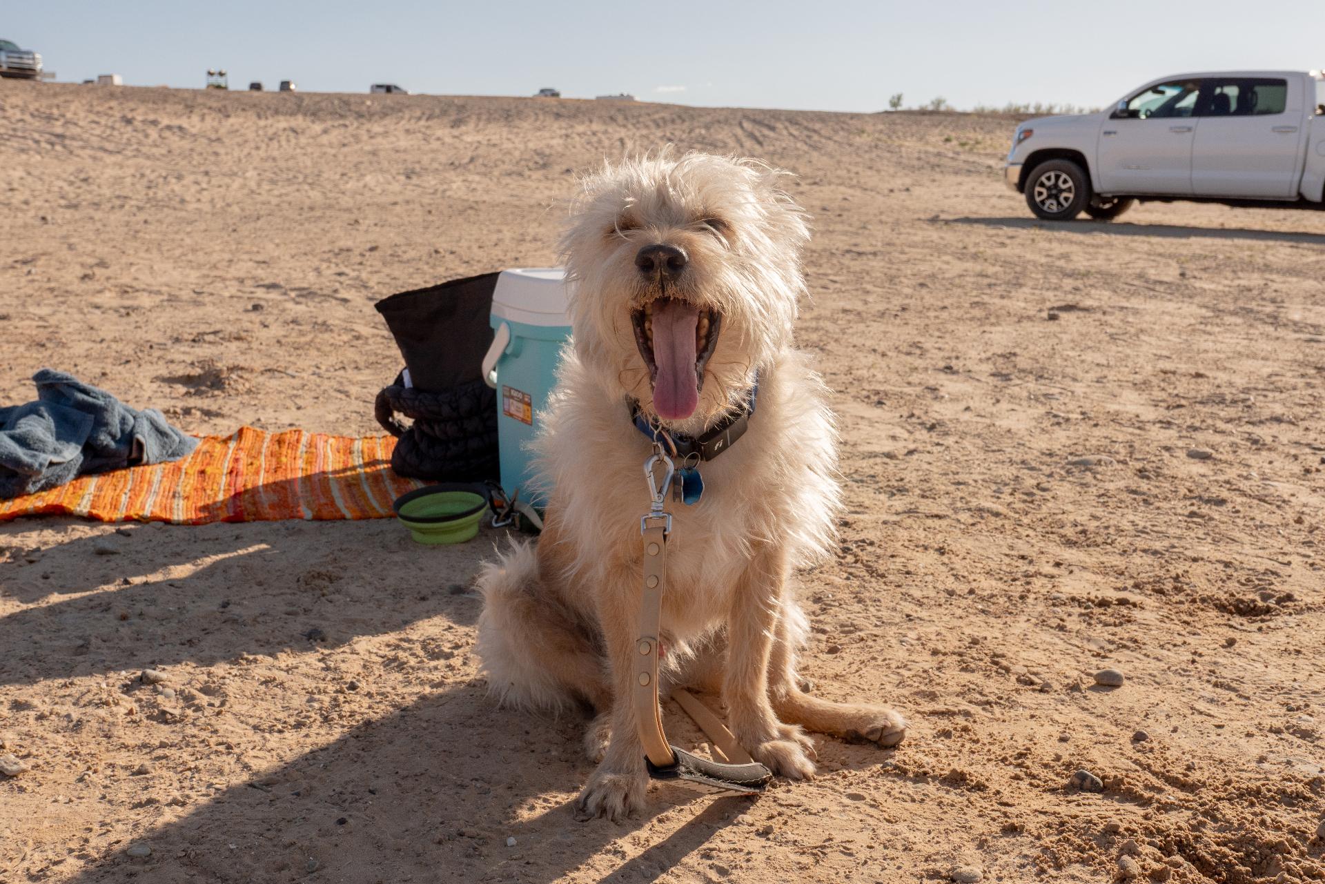 Happy Bengie at the beach