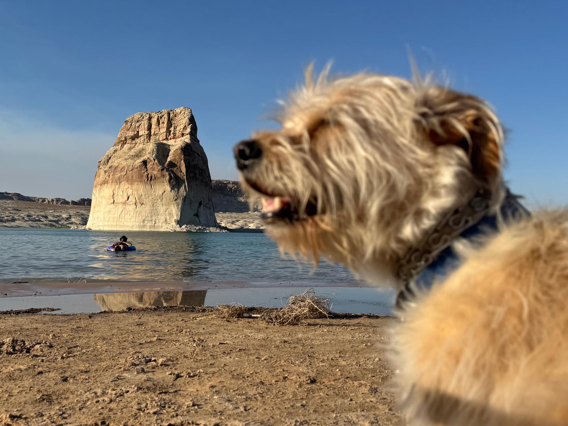 Bengie watching the swimmers