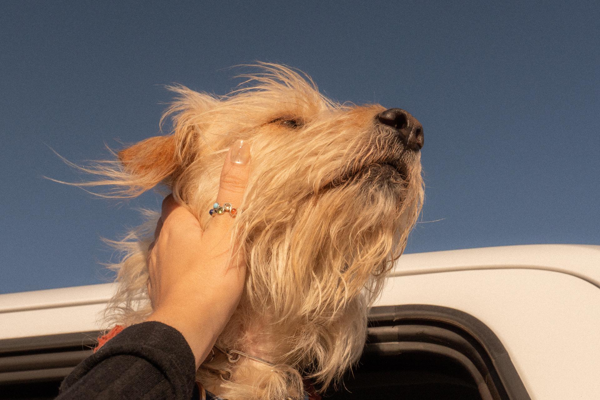 Primer plano de Bengie con viento