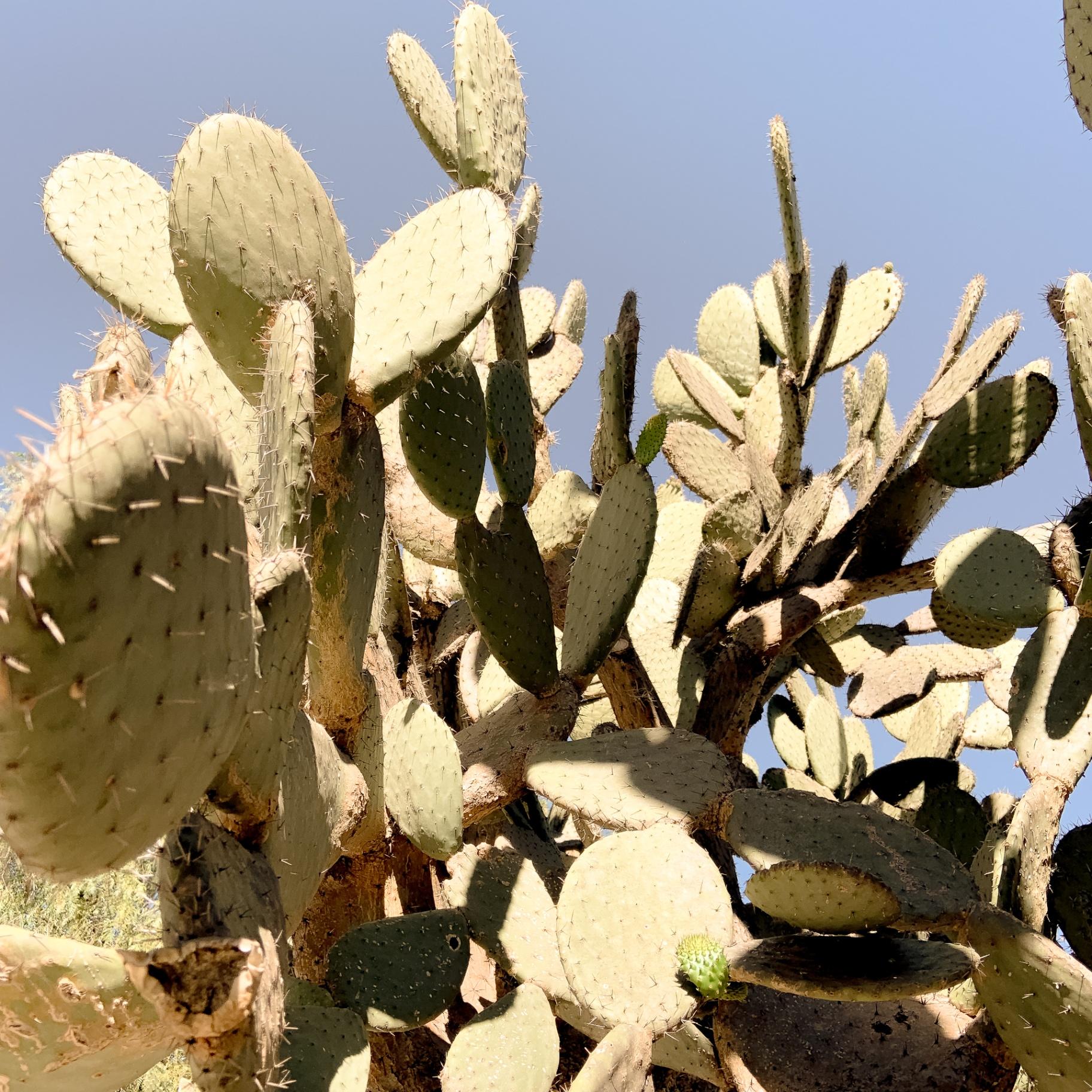 Nopales
