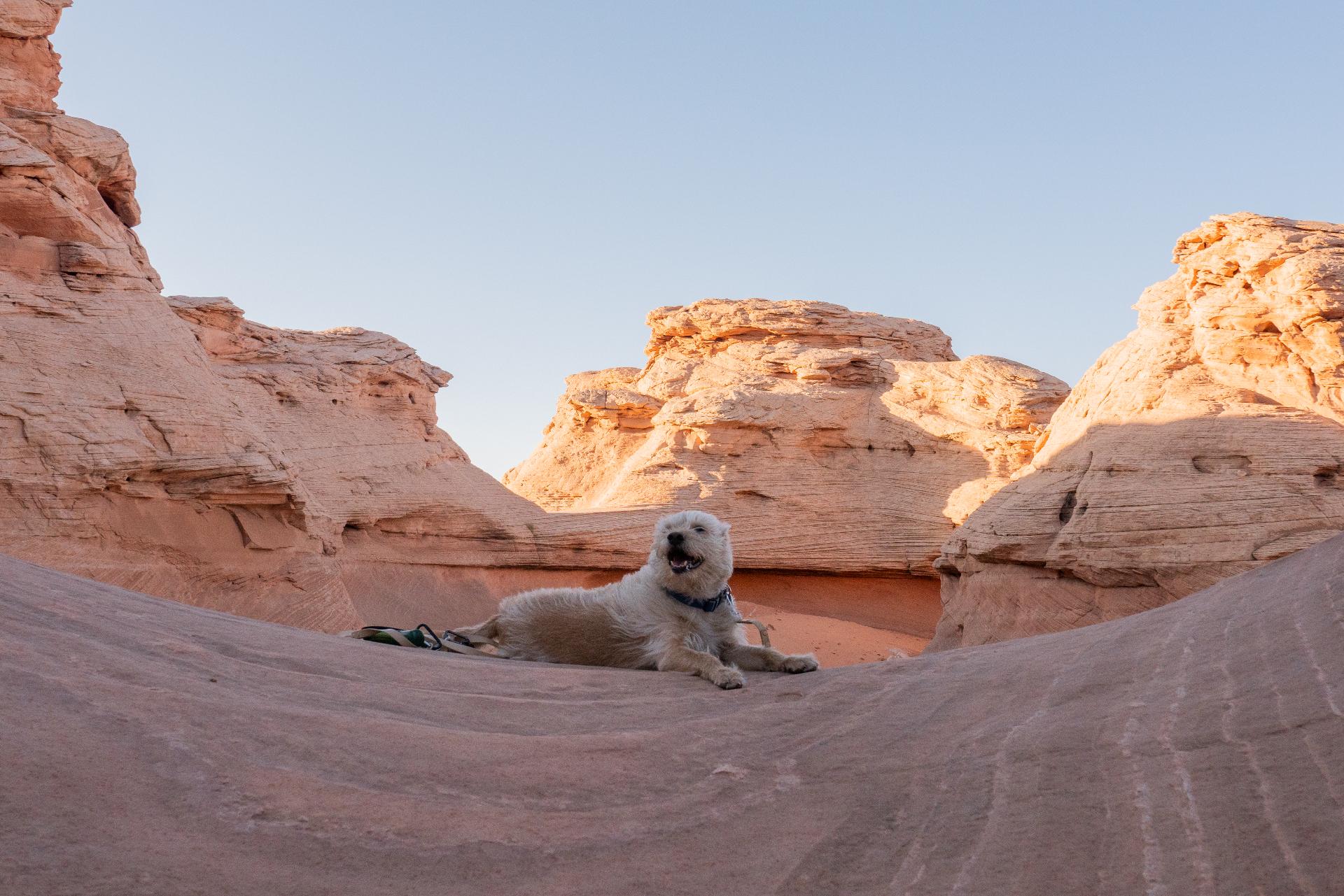 Happy pup at sunset