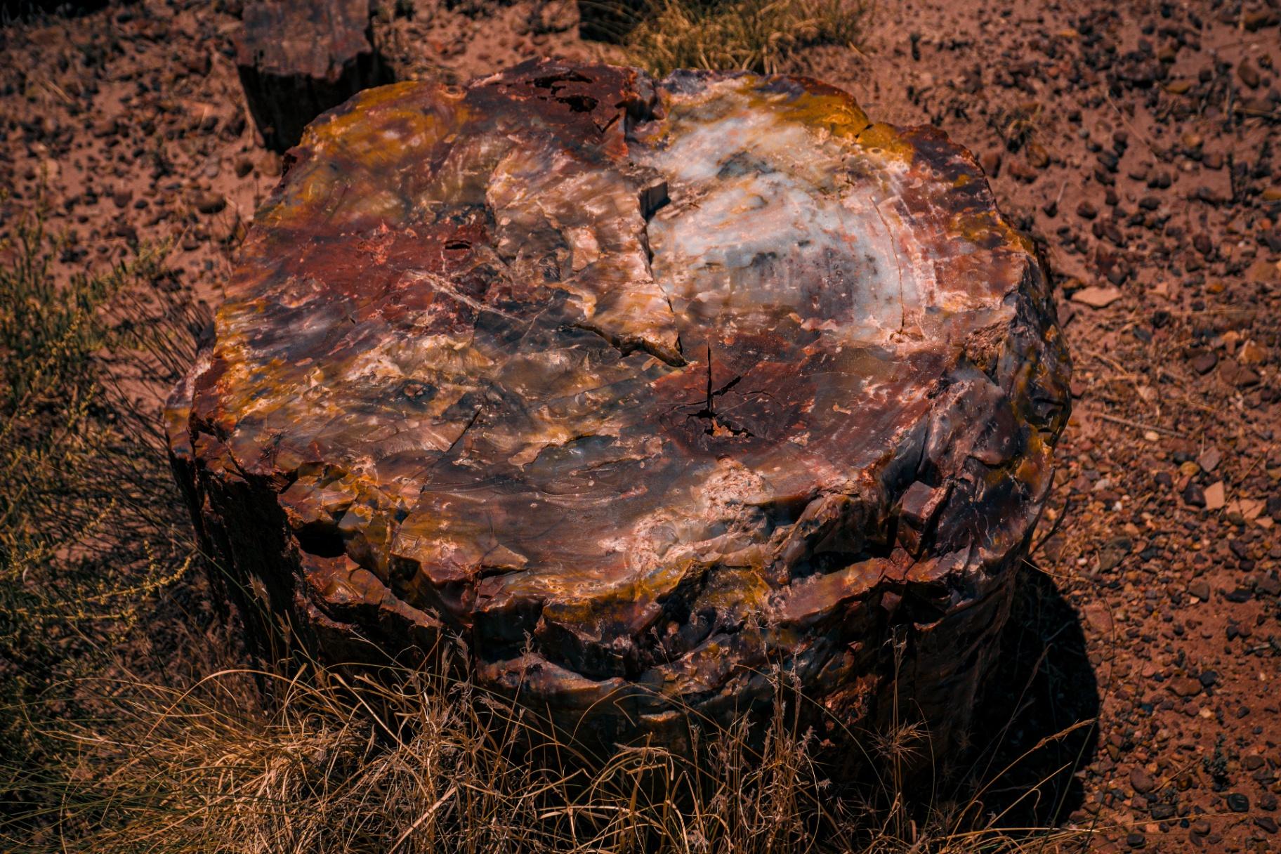 Petrified wood cross-section