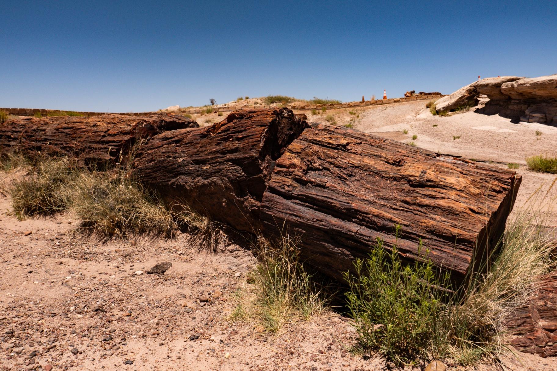 Ancient logs in the desert