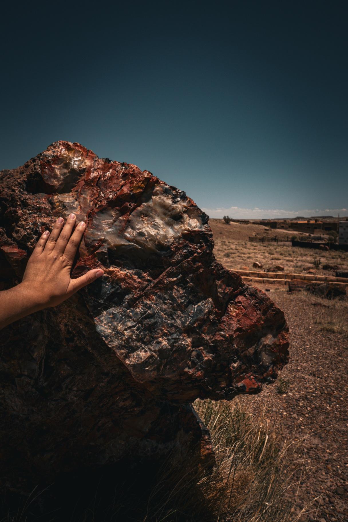Touching 225 million year old wood