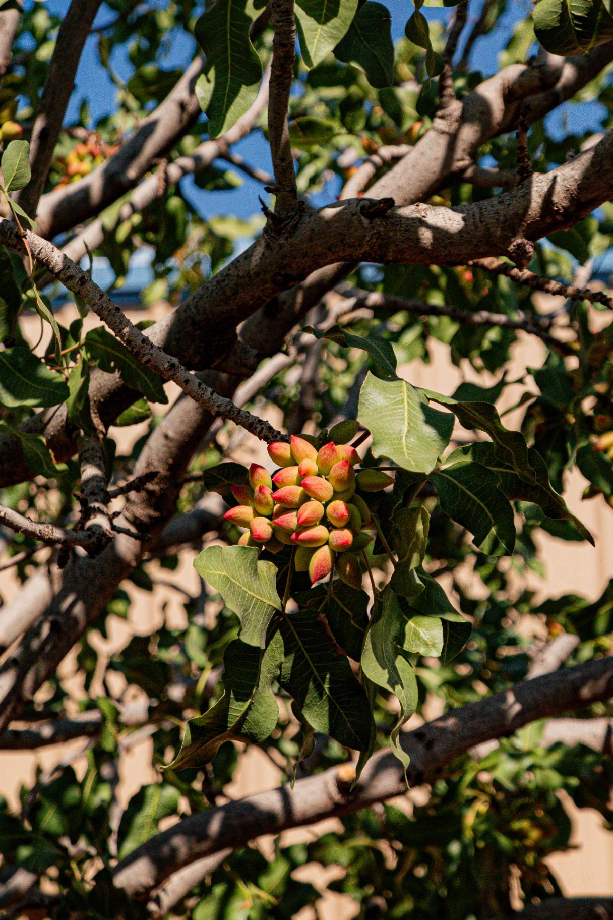 Pistachio clusters on the tree