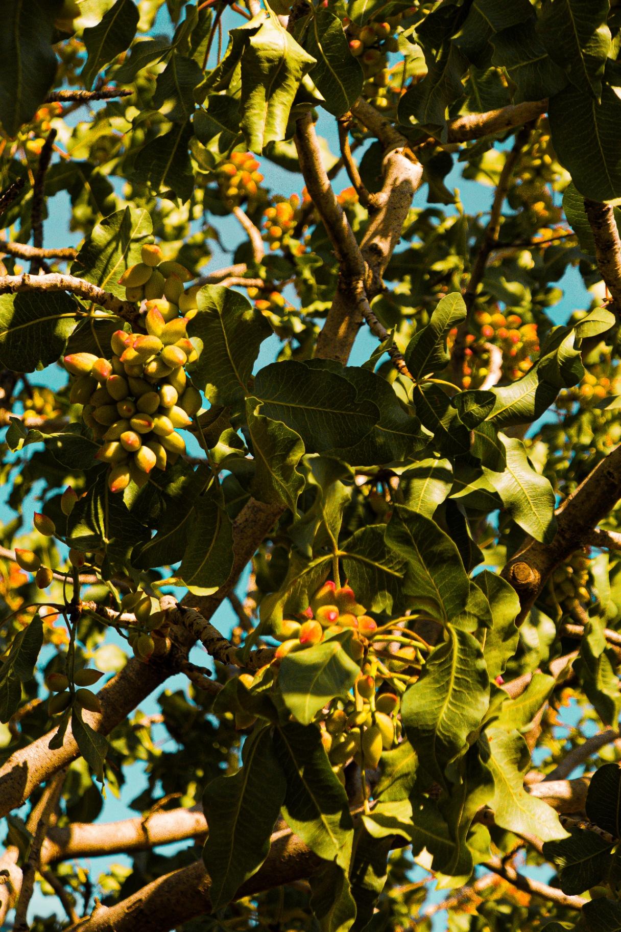 Pistachio orchard bounty