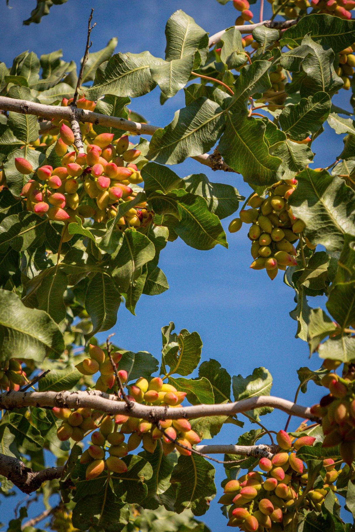 Fresh pistachios against blue sky