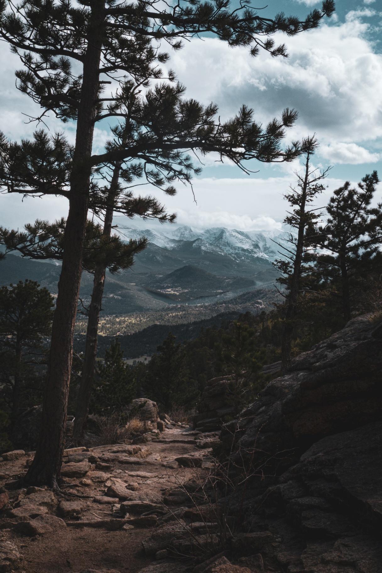 Mountain vista through the pines