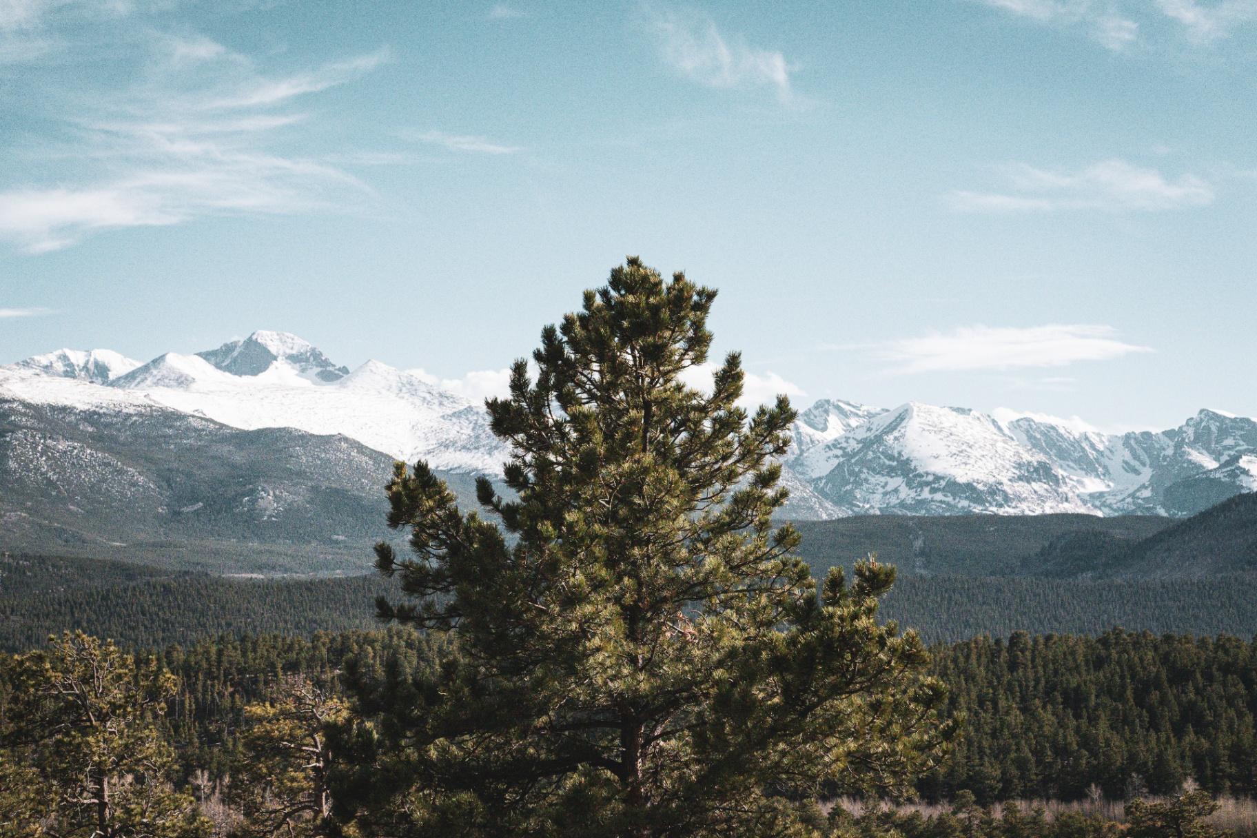 Snow-capped peaks through the pines