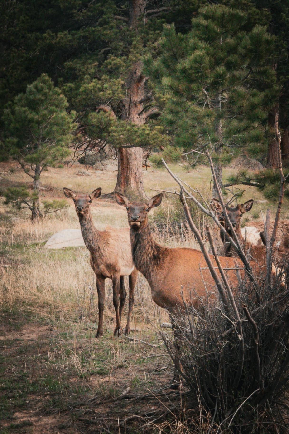 Elk herd in the meadow