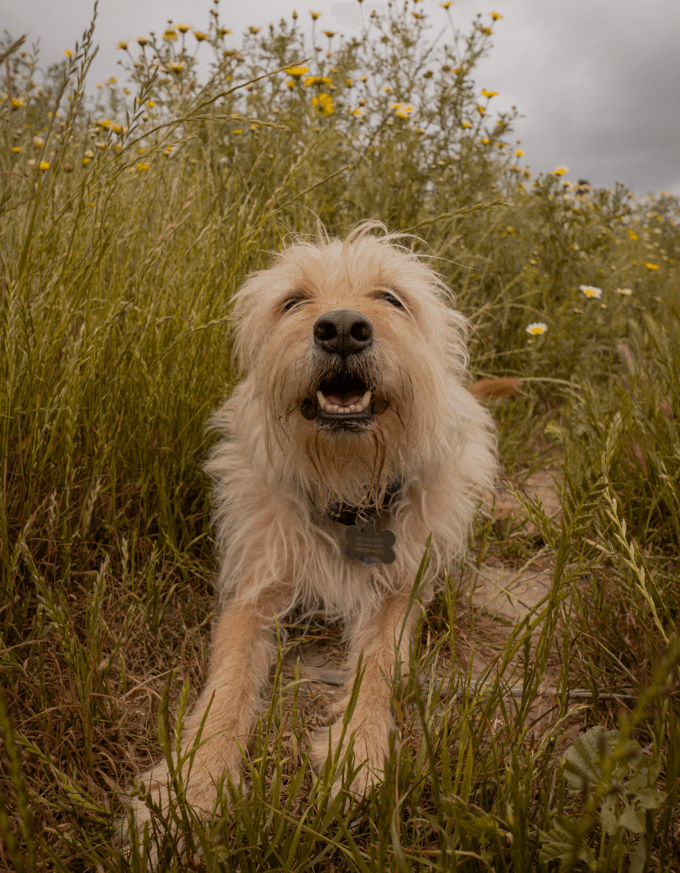 Bengie sonriendo entre flores amarillas silvestres