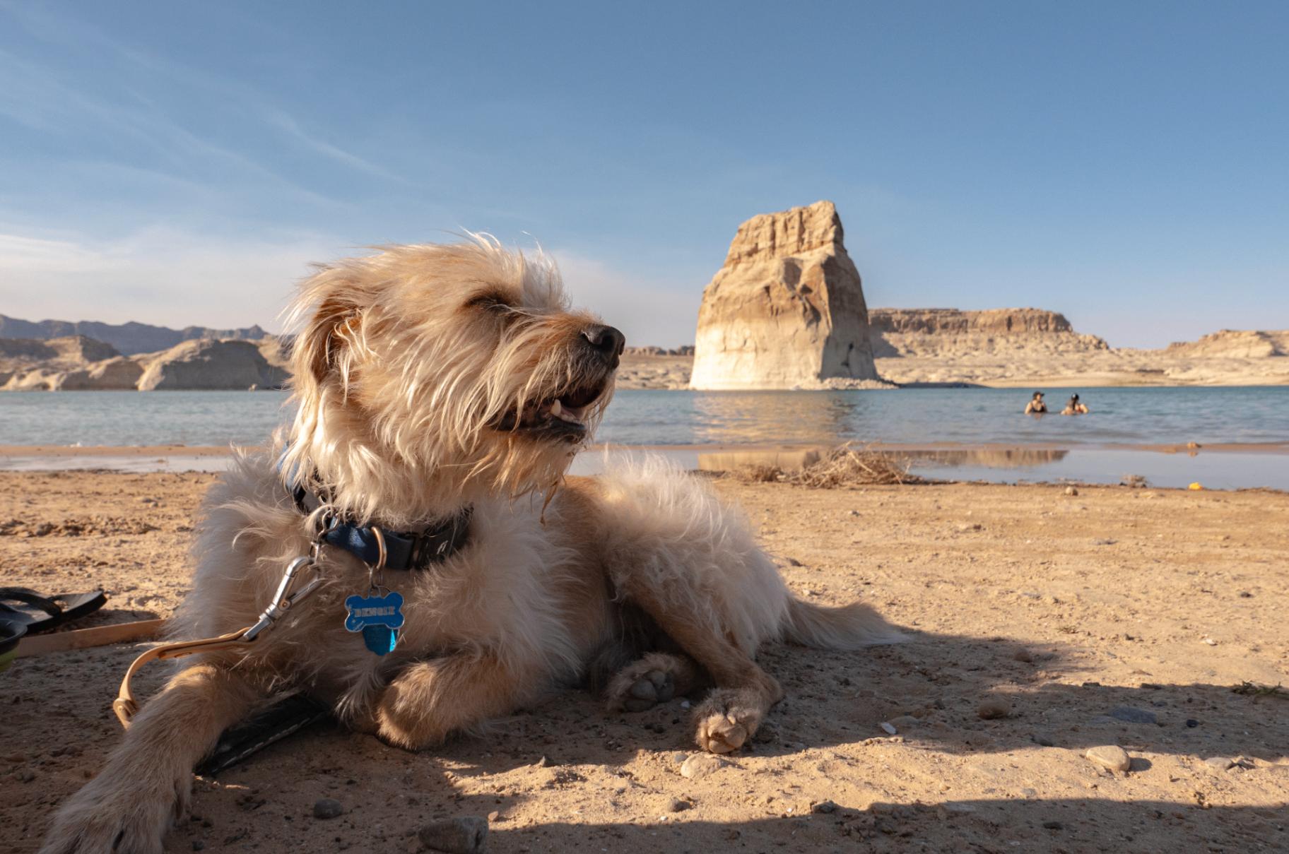Bengie descansando en la playa de Lake Powell