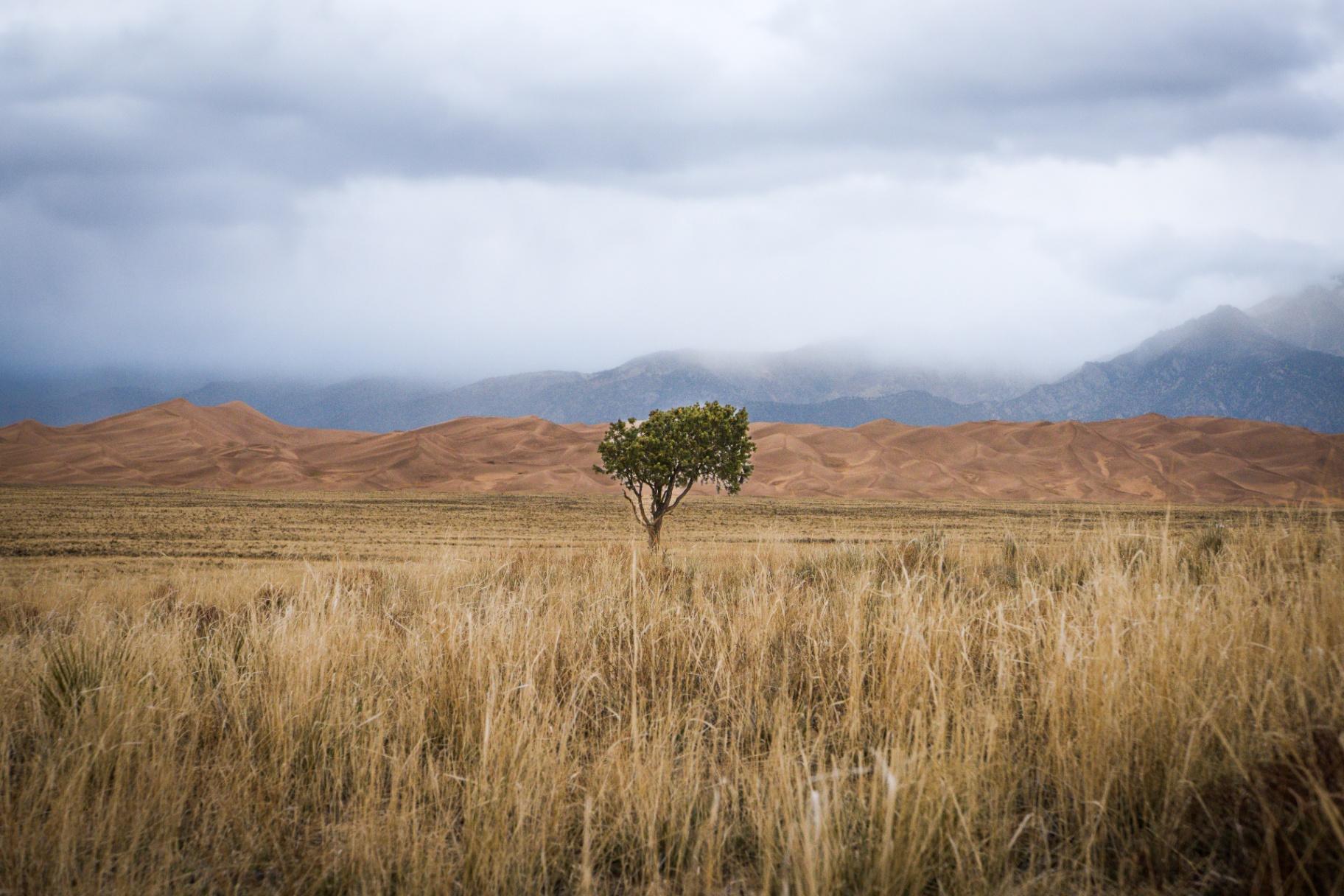 Lone tree with Sangre de Cristo backdrop