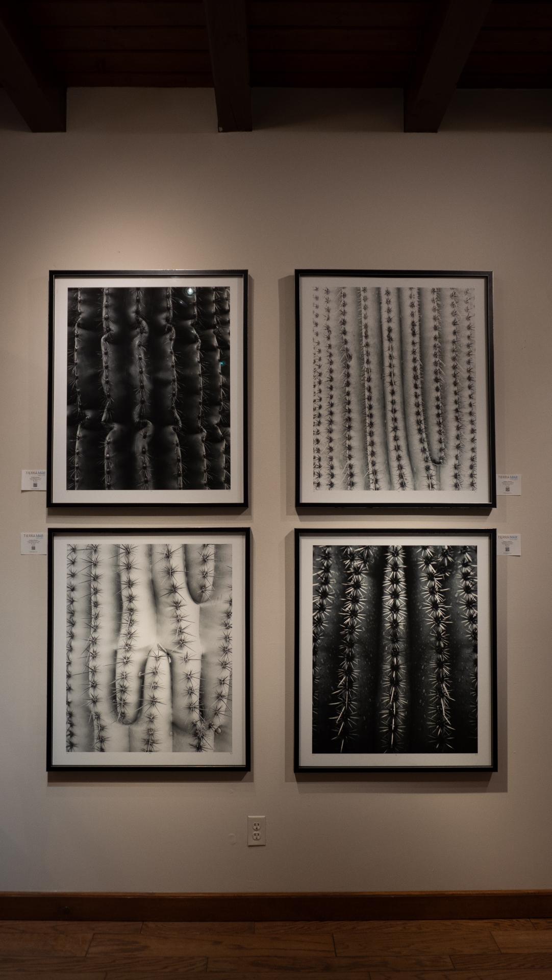Cactus photography series
