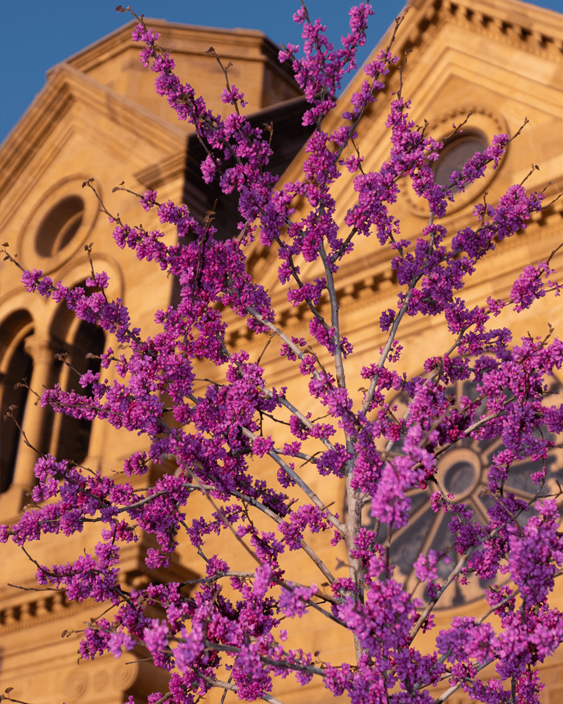 Redbud blossoms at the Cathedral