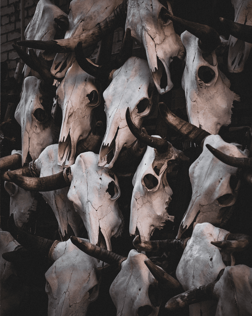 Cow skulls at the market