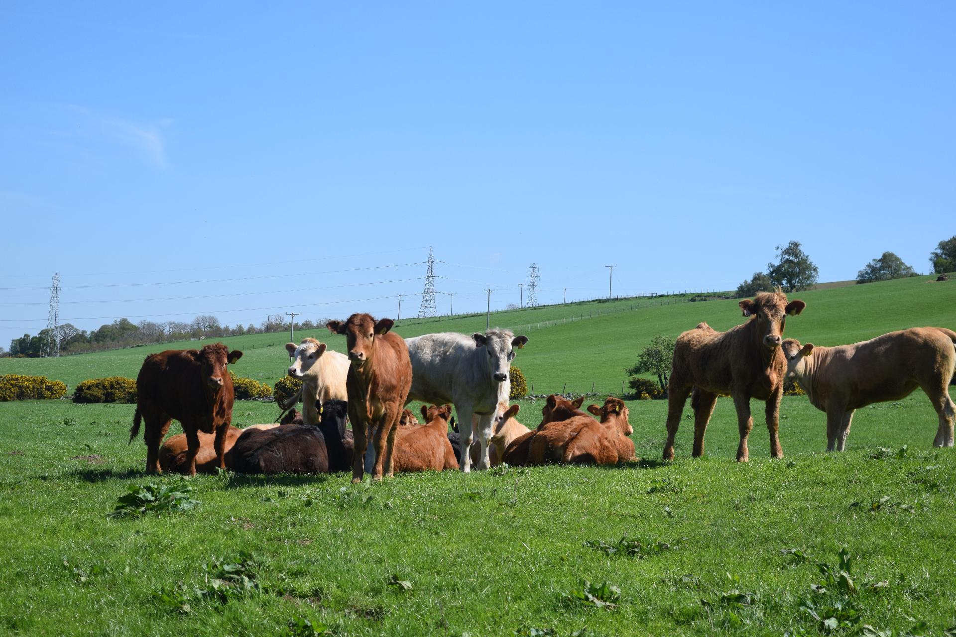 Vacas descansando en un campo verde escocés
