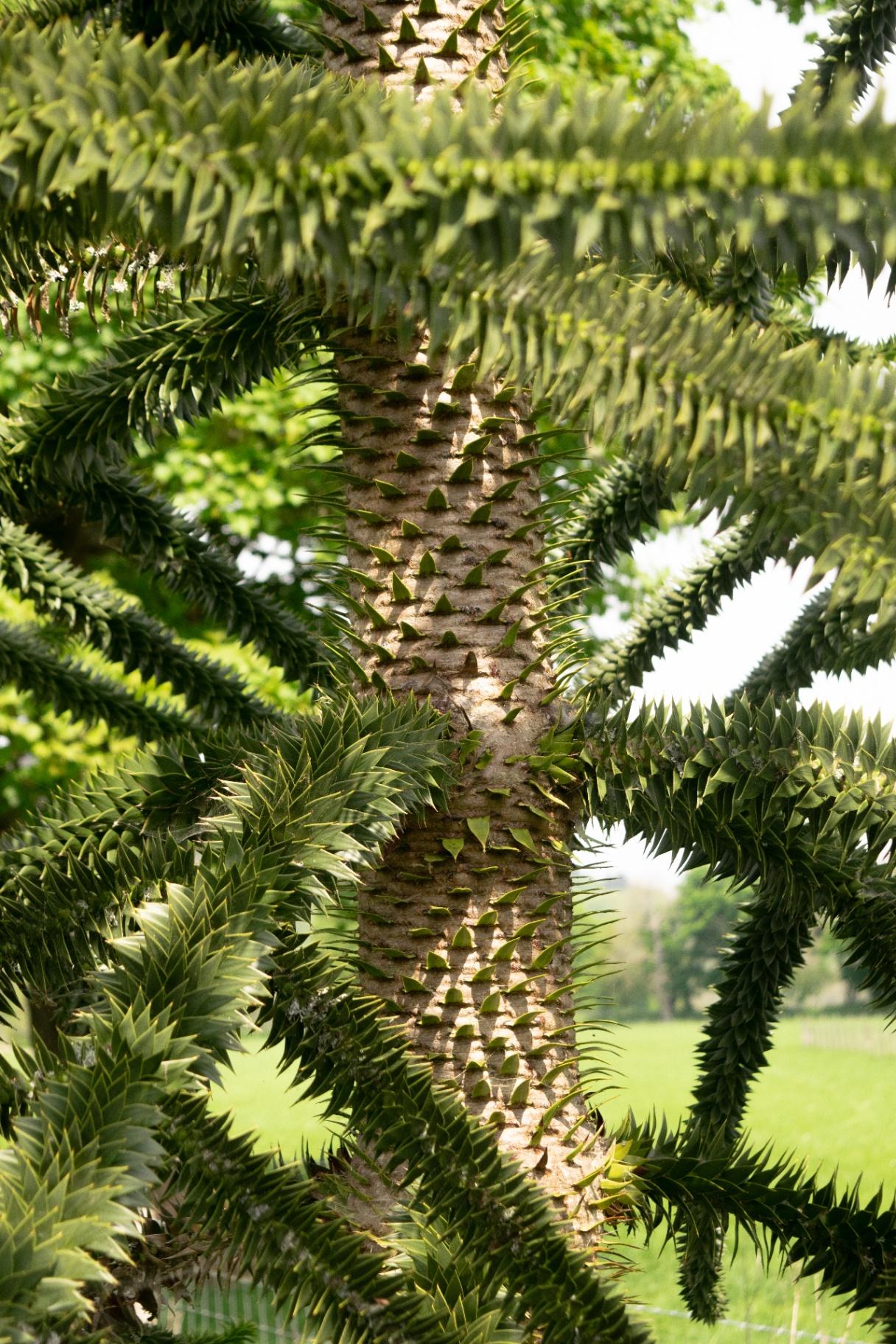Primer plano de ramas del árbol araucaria