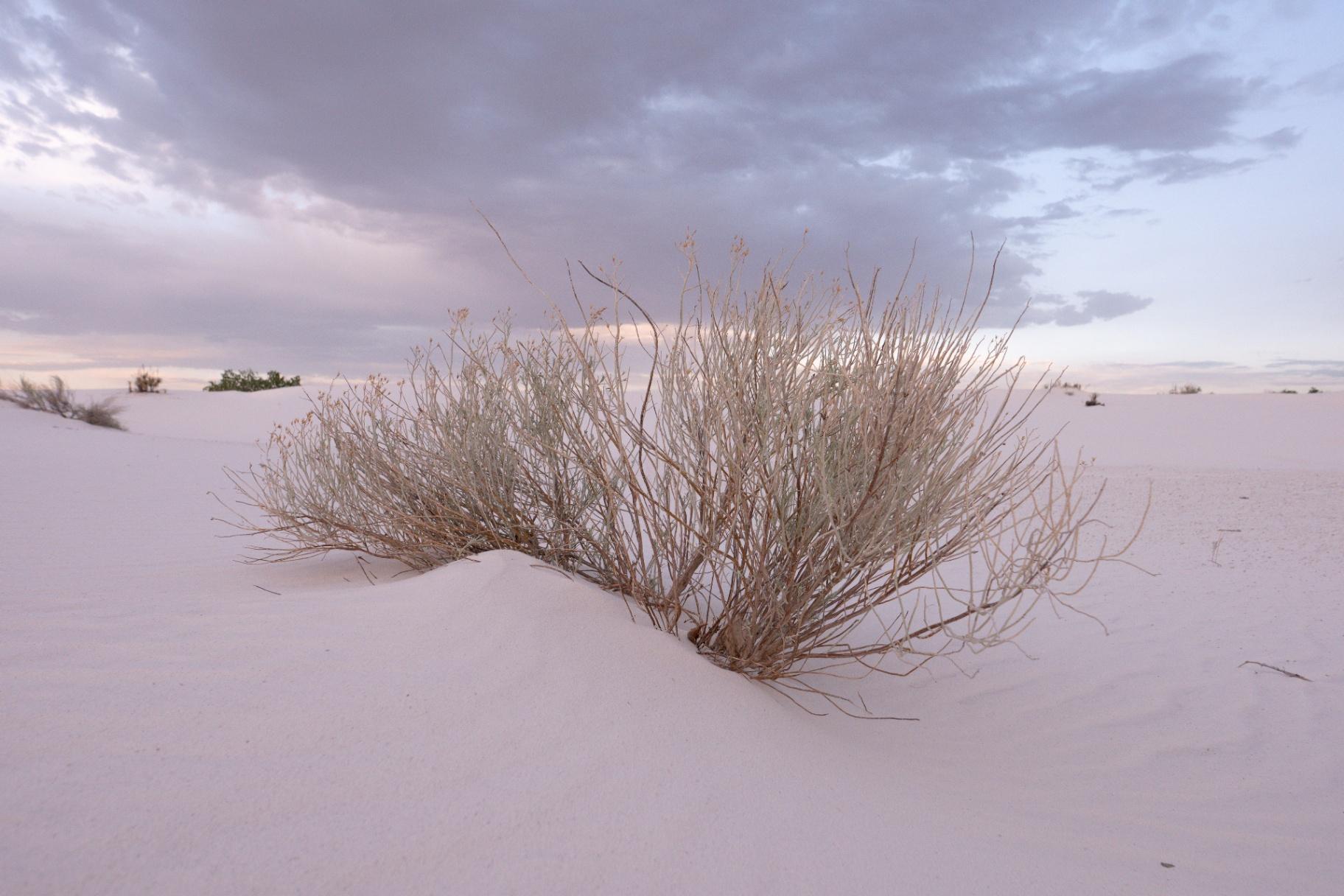 Desert brush in white gypsum dunes