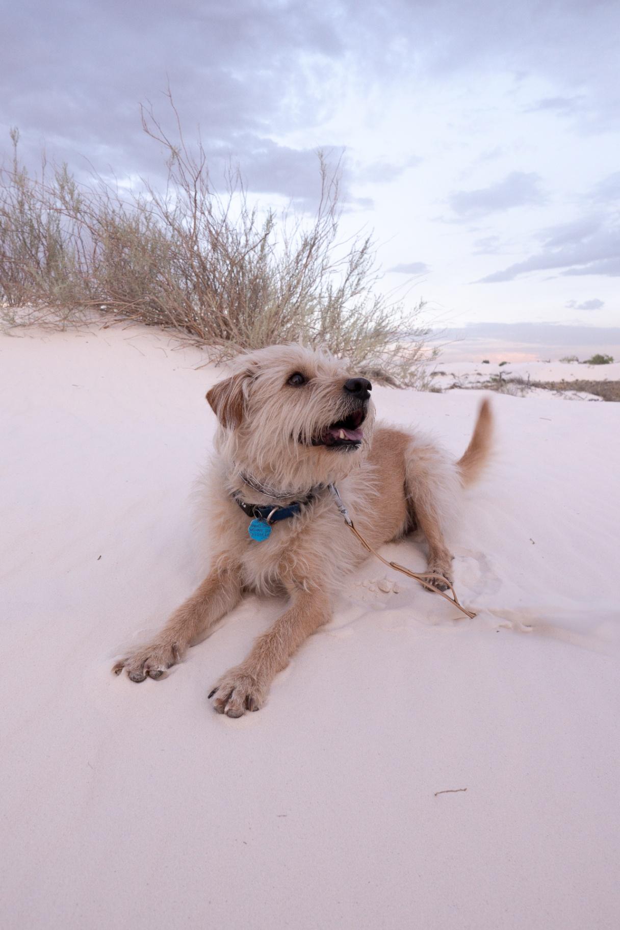 Bengie relaxing on the white sand
