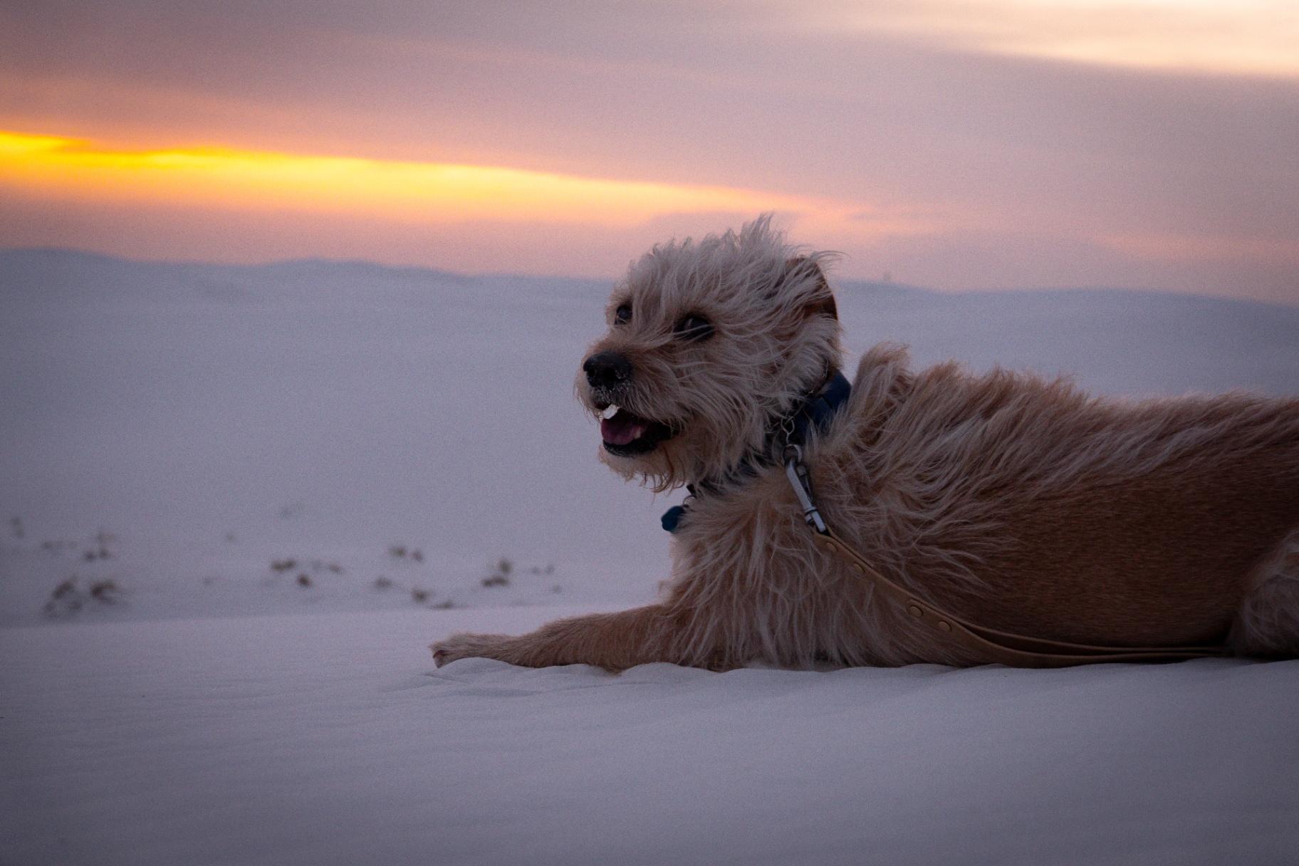 Bengie at sunset on the dunes
